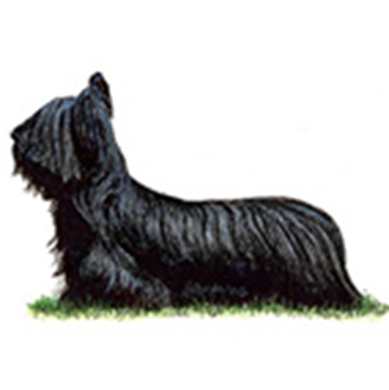 Skye Terrier - Click Image to Close